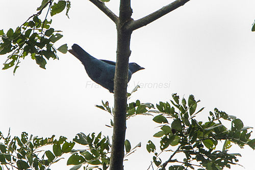 Blue cuckooshrike